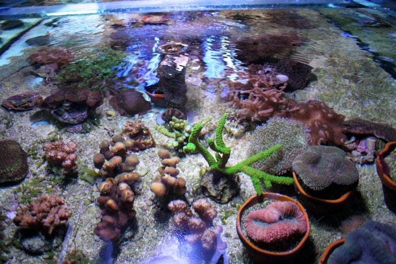 Killikus&reg; Fotographie